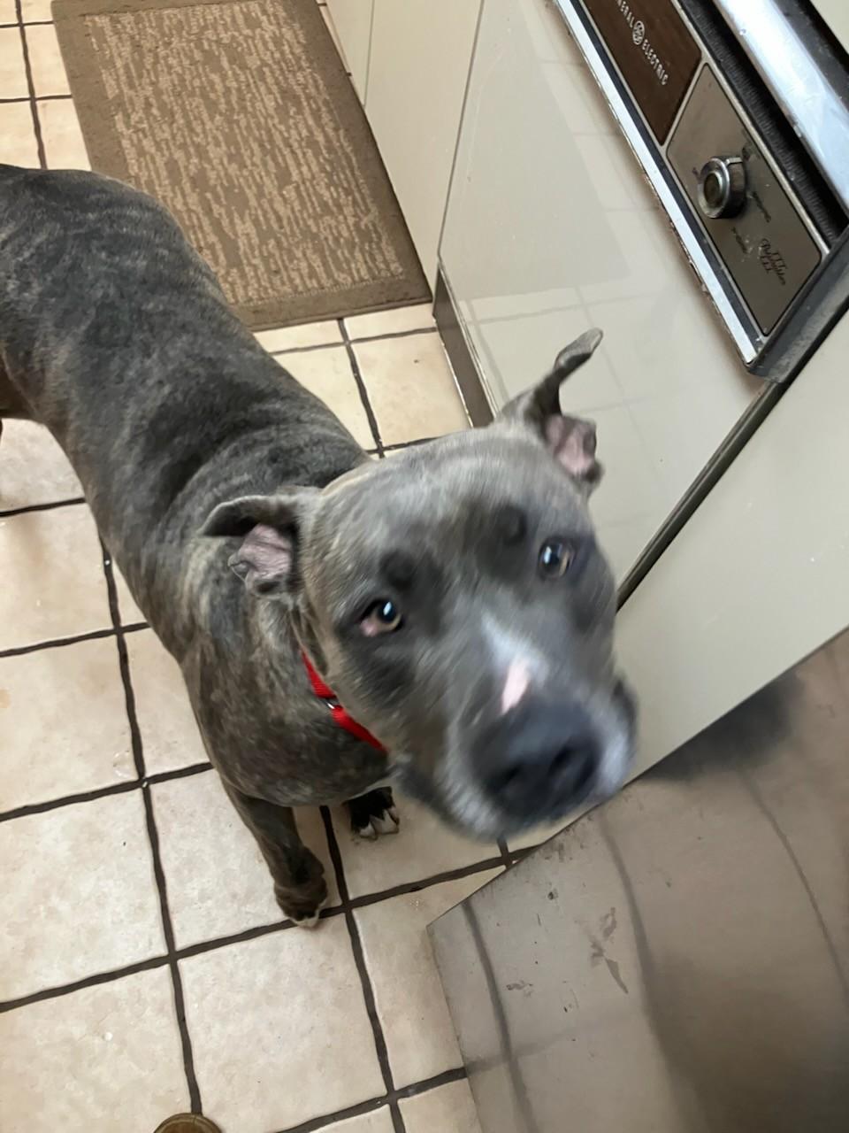 Miss Girl , a ADOPTABLE Pit Bull Terrier in Teterboro, NJ image 2/4