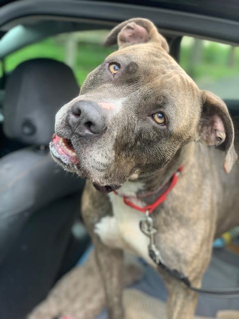 Enlarge Miss Girl , a ADOPTABLE Pit Bull Terrier in Teterboro, NJ image 4/6