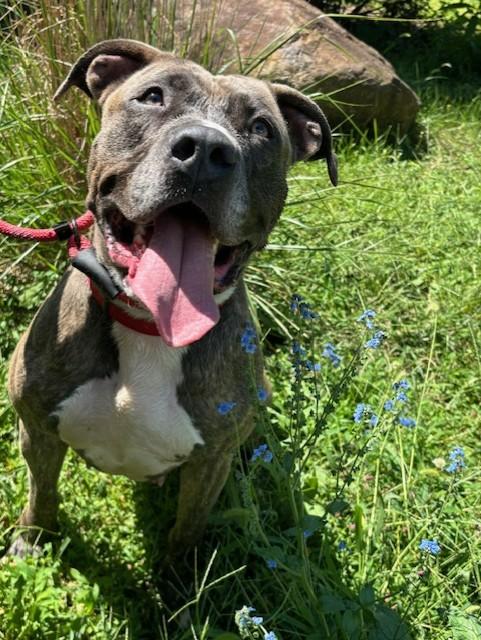 Enlarge Miss Girl , a ADOPTABLE Pit Bull Terrier in Teterboro, NJ image 3/6
