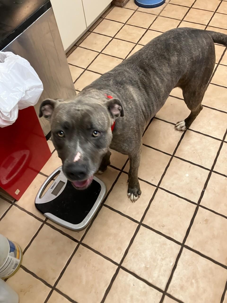 Miss Girl , a ADOPTABLE Pit Bull Terrier in Teterboro, NJ image 3/4