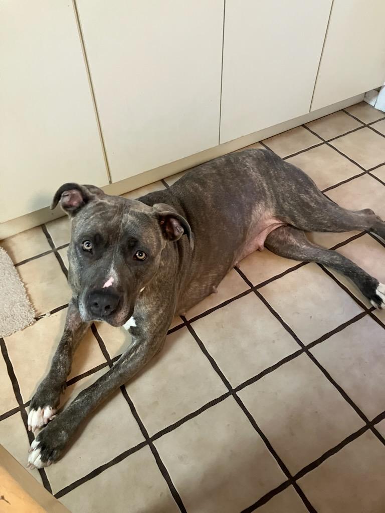 Miss Girl , a ADOPTABLE Pit Bull Terrier in Teterboro, NJ image 4/4
