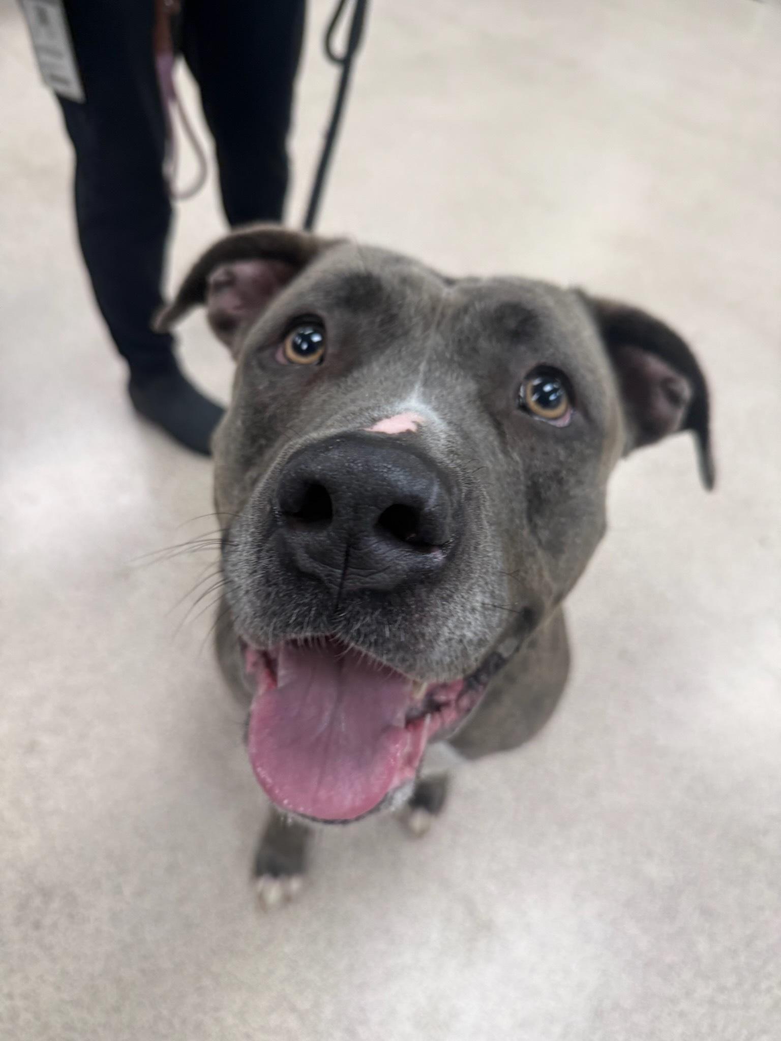 Miss Girl , ADOPTABLE, Adult Female Pit Bull Terrier.