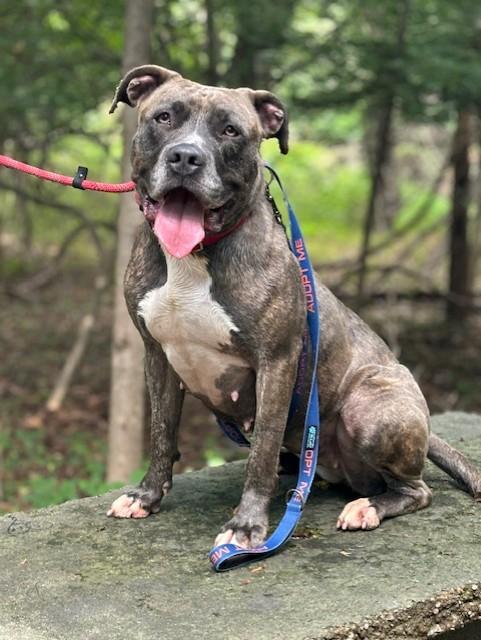 Enlarge Miss Girl , a ADOPTABLE Pit Bull Terrier in Teterboro, NJ image 2/6