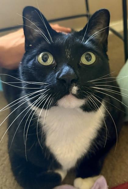 Gatsby, Adoptable, Adult Male Domestic Short Hair & Domestic Short Hair.