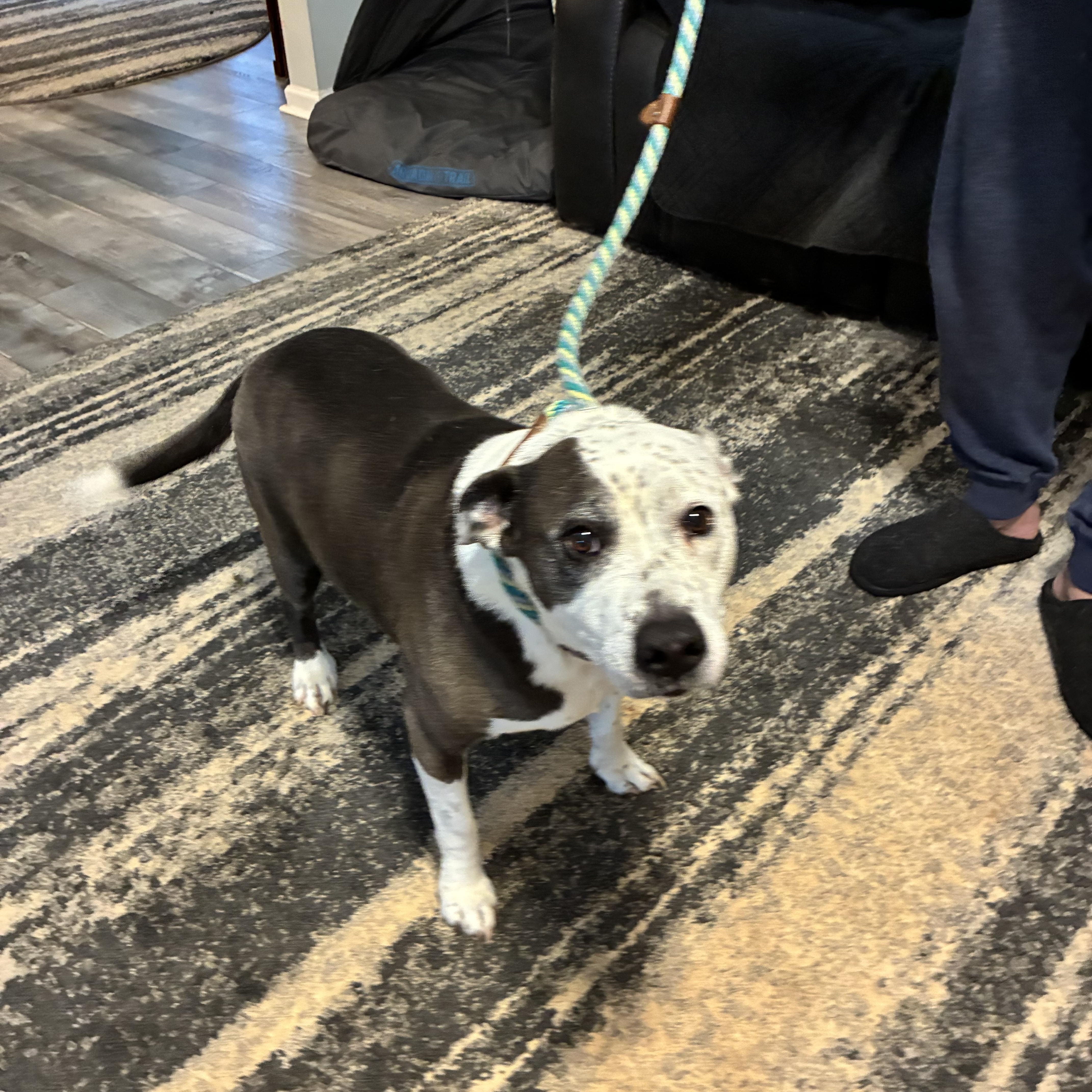 Enlarge Emma, a ADOPTABLE mixed breed in Woodruff, SC image 2/6