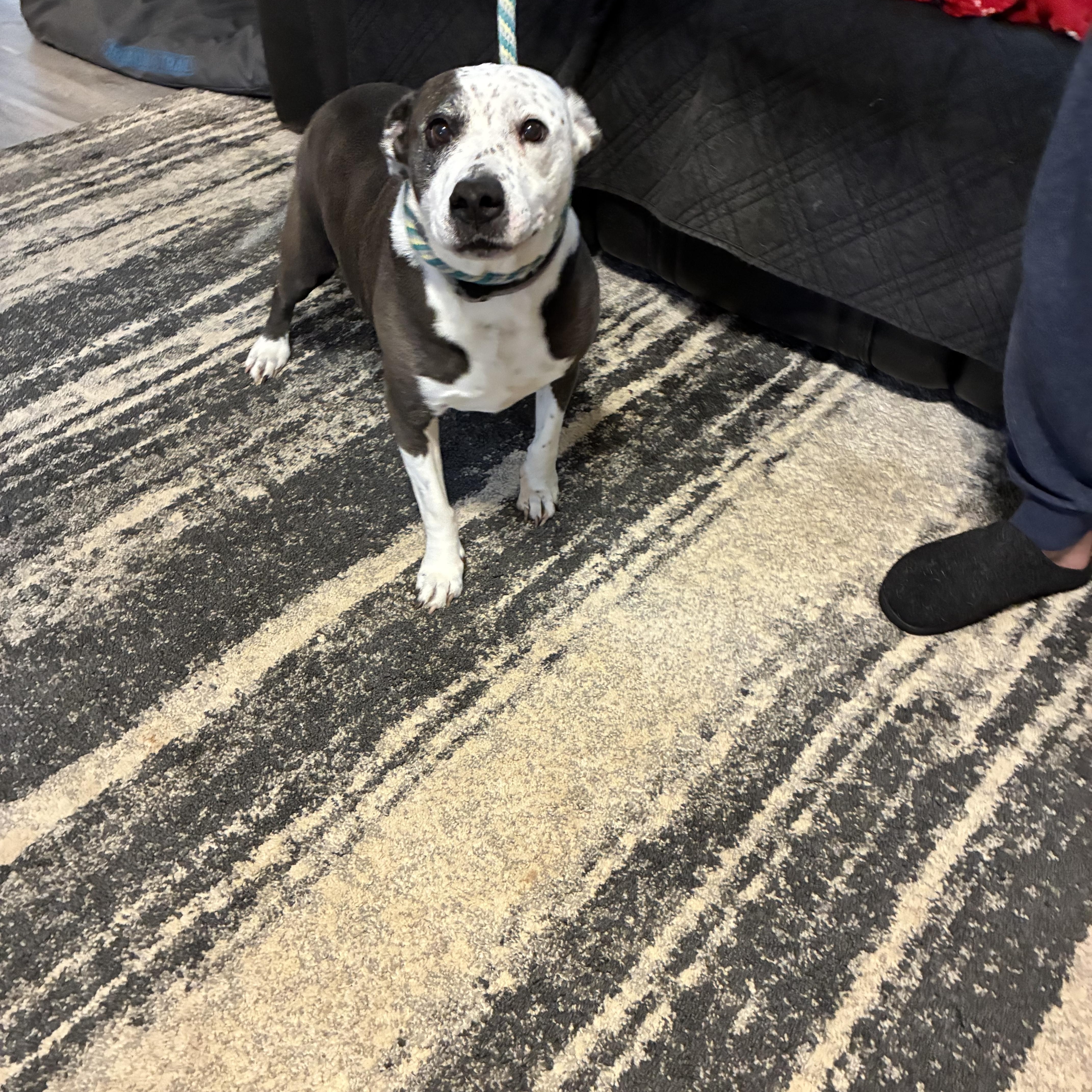 Enlarge Emma, a ADOPTABLE mixed breed in Woodruff, SC image 6/6