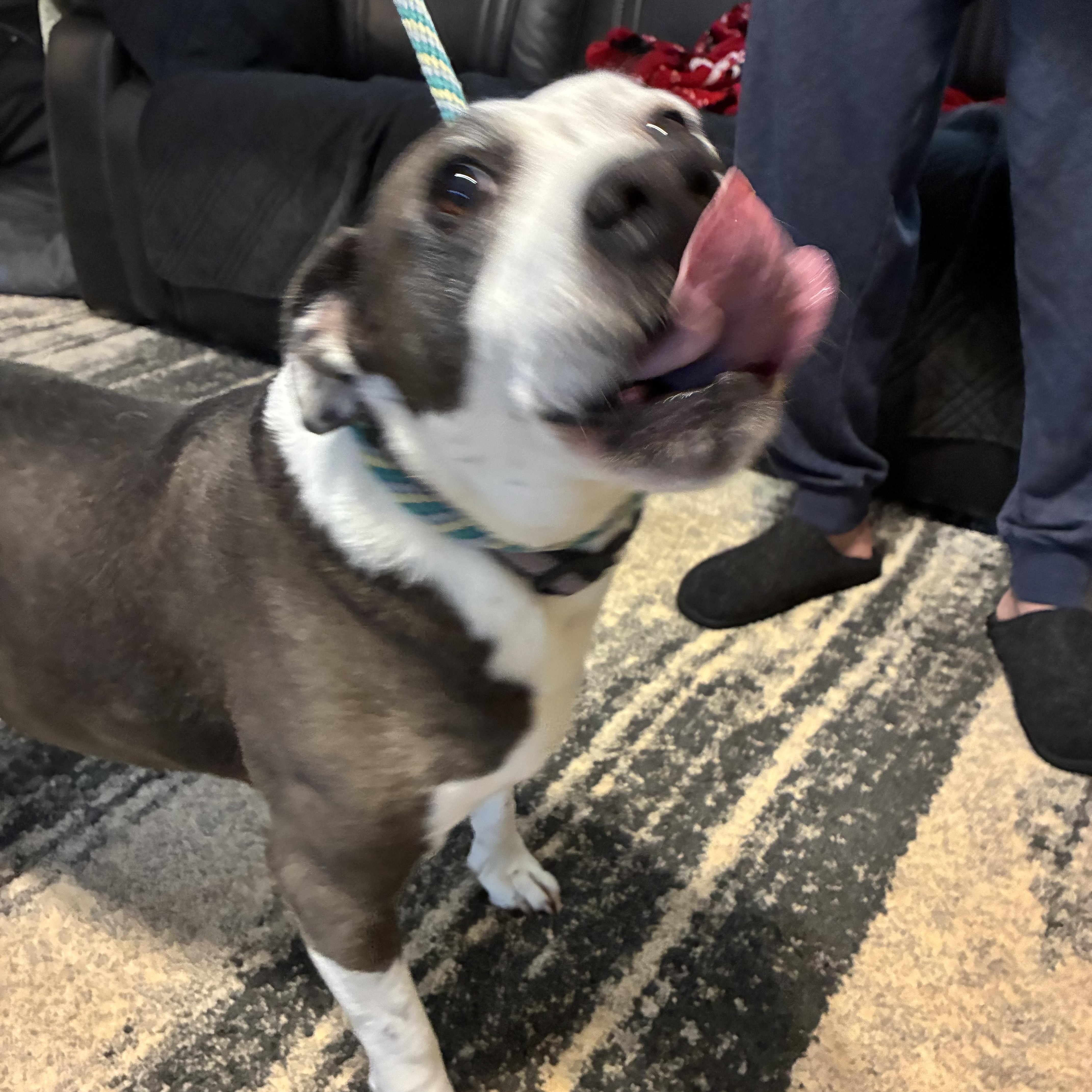 Enlarge Emma, a ADOPTABLE mixed breed in Woodruff, SC image 1/6