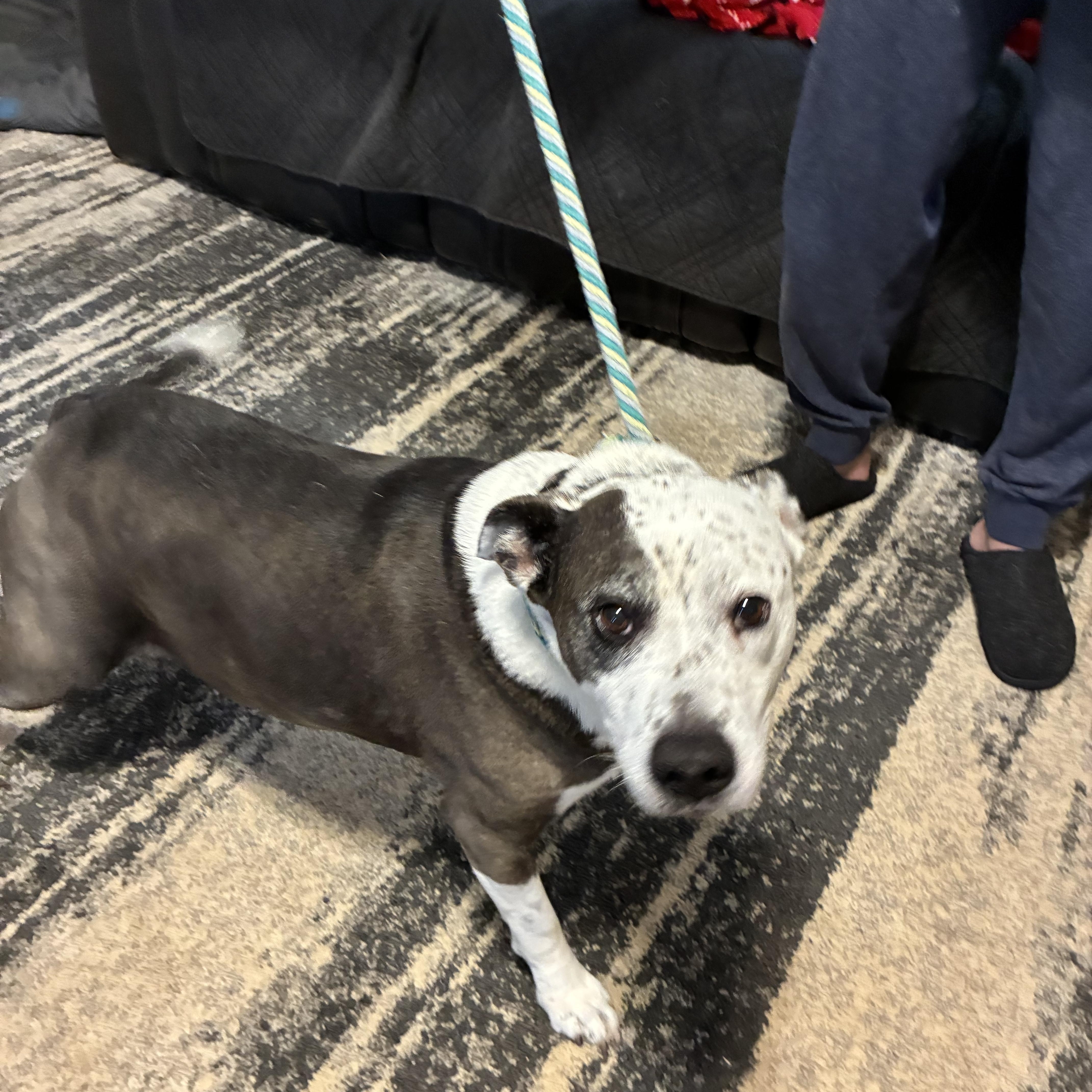Enlarge Emma, a ADOPTABLE mixed breed in Woodruff, SC image 4/6