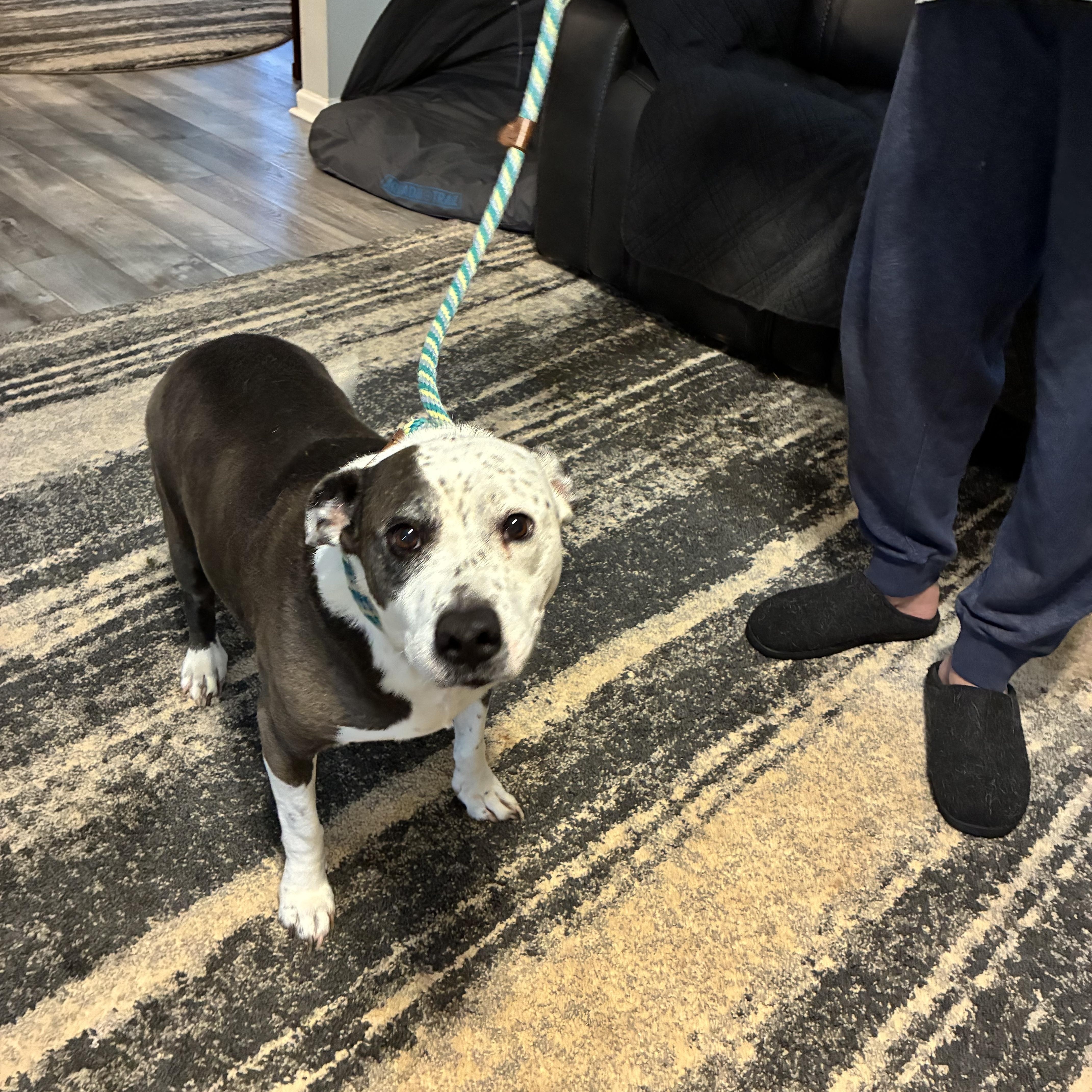 Enlarge Emma, a ADOPTABLE mixed breed in Woodruff, SC image 5/6