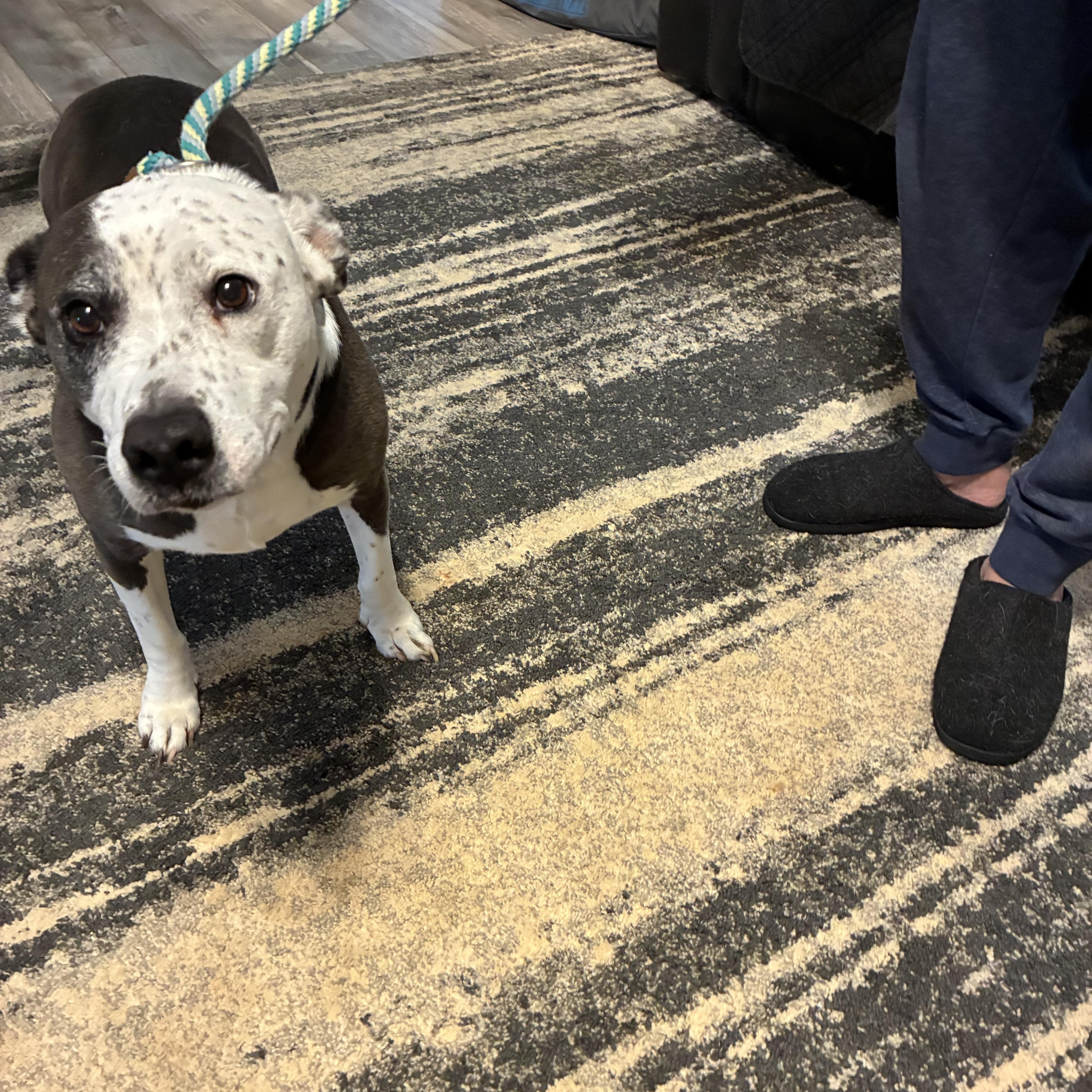 Enlarge Emma, a ADOPTABLE mixed breed in Woodruff, SC image 3/6