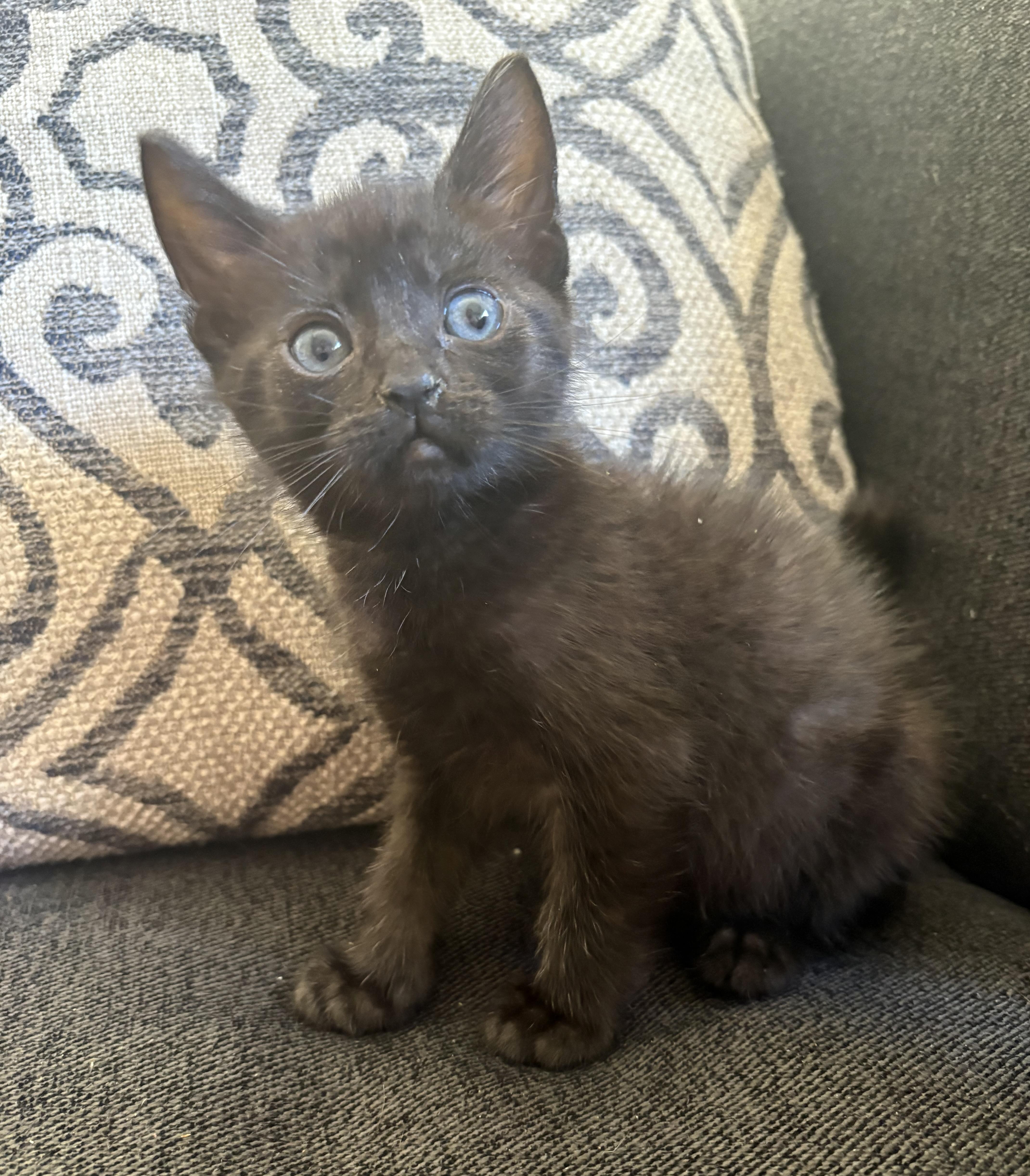 Enlarge Macaroni, a Adoptable Domestic Short Hair in Penryn, CA image 1/1