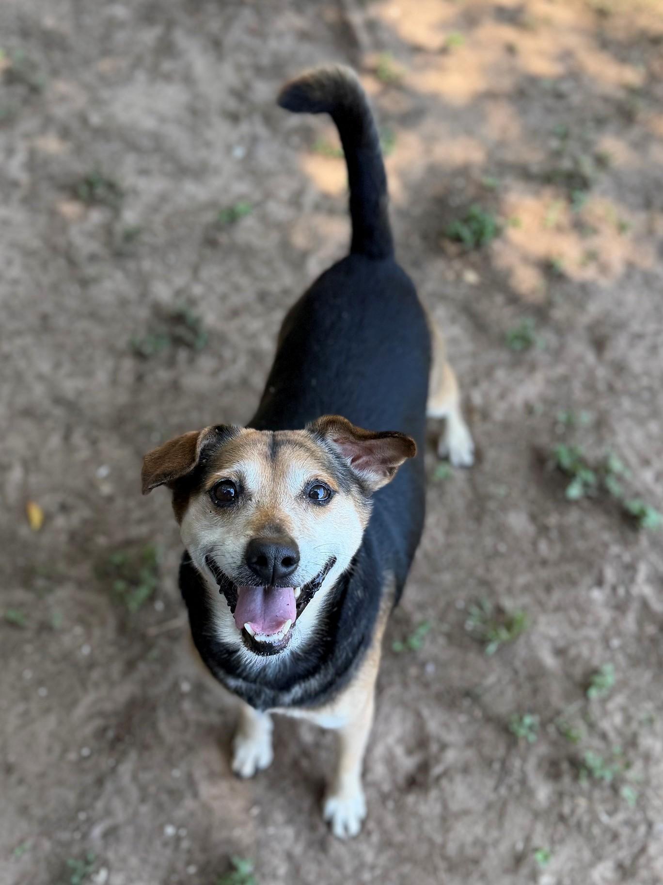 Enlarge Auggie, a ADOPTABLE mixed breed in Summerdale, AL image 1/1