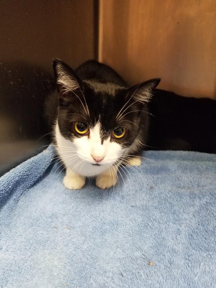 Enlarge Nike, a Adopted mixed breed in Oakville, CT image 1/5