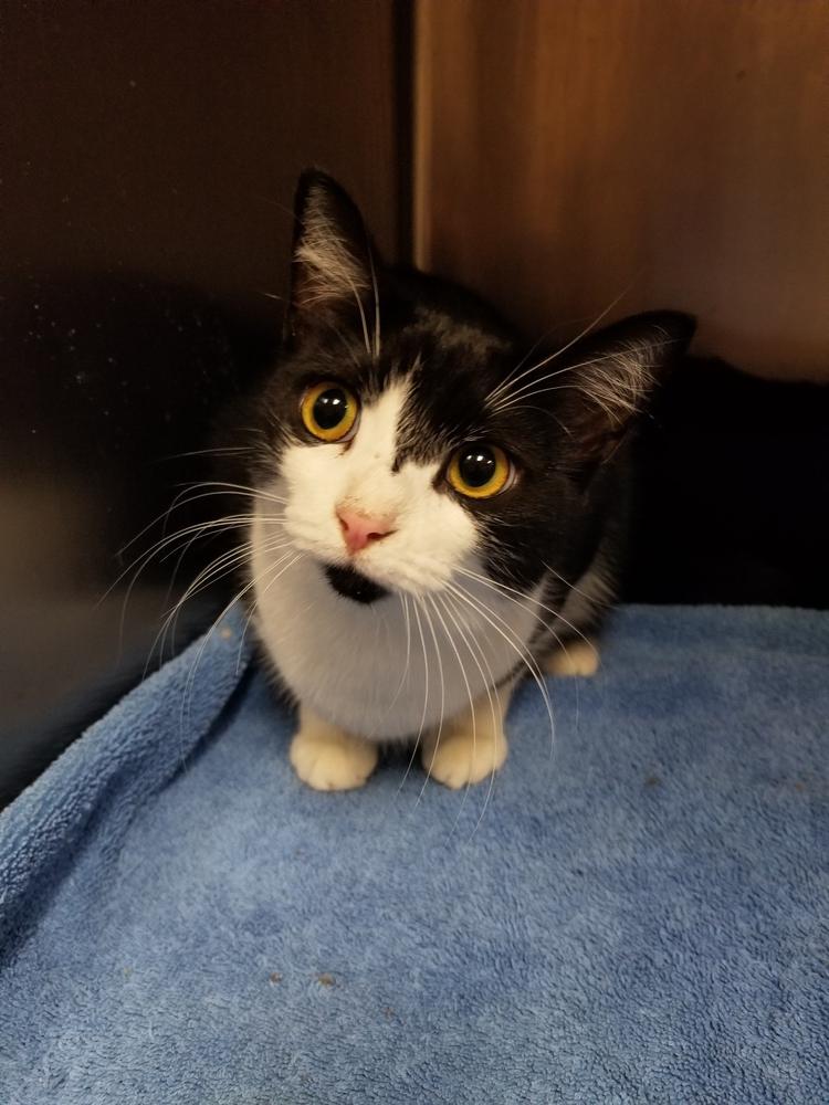 Enlarge Nike, a Adopted mixed breed in Oakville, CT image 2/5