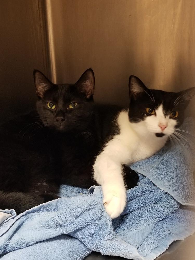 Enlarge Nike, a Adopted mixed breed in Oakville, CT image 3/5