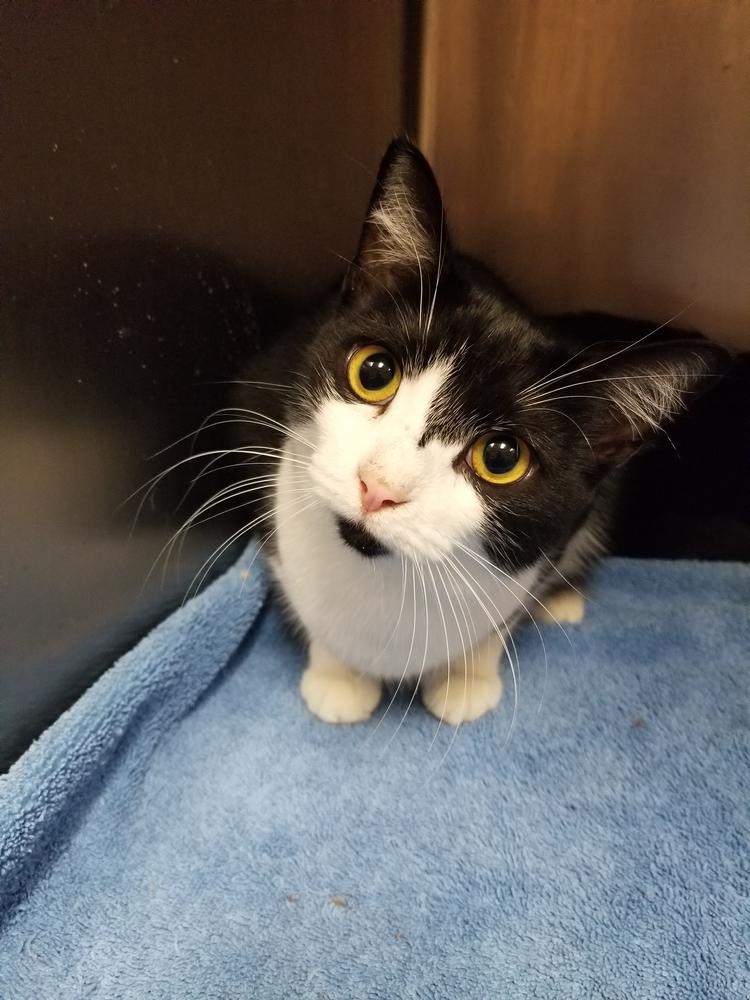 Enlarge Nike, a Adopted mixed breed in Oakville, CT image 4/5