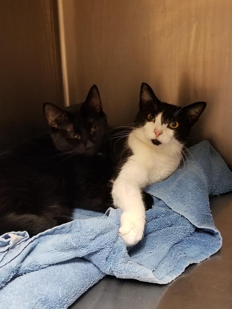 Enlarge Nike, a Adopted mixed breed in Oakville, CT image 5/5