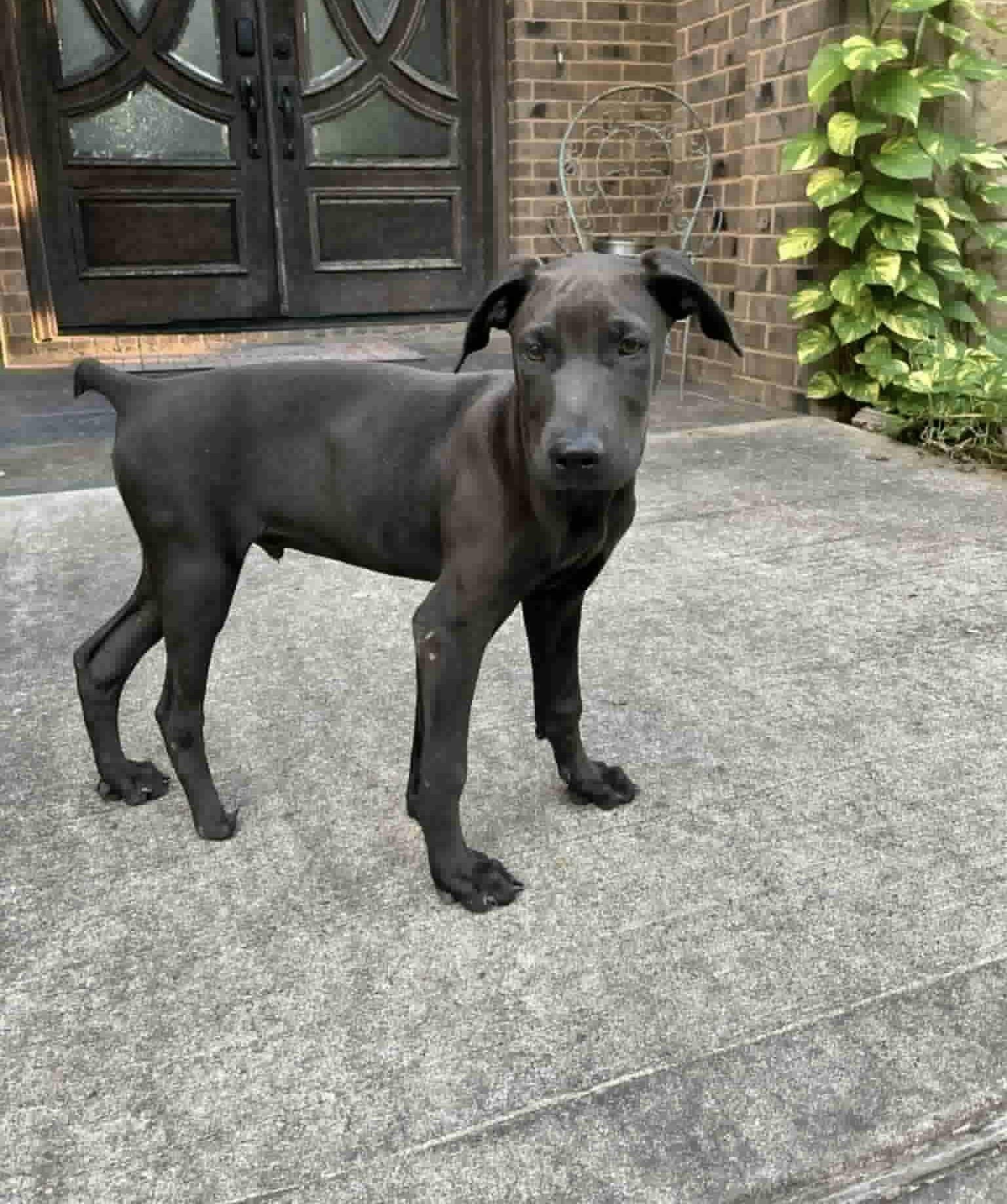 Cody, Adopted, Puppy Male Doberman Pinscher & Weimaraner.