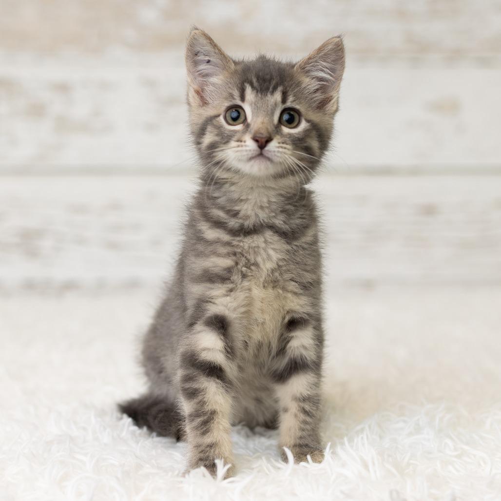 Miss Kitty, Adoptable, Kitten Female Domestic Short Hair.