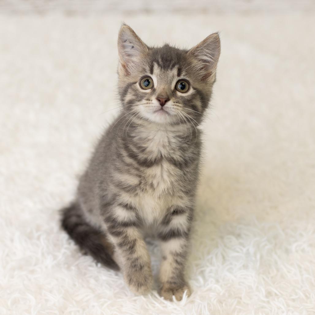 Miss Kitty, a Adoptable Domestic Short Hair in St. Paul, MN image 2/6