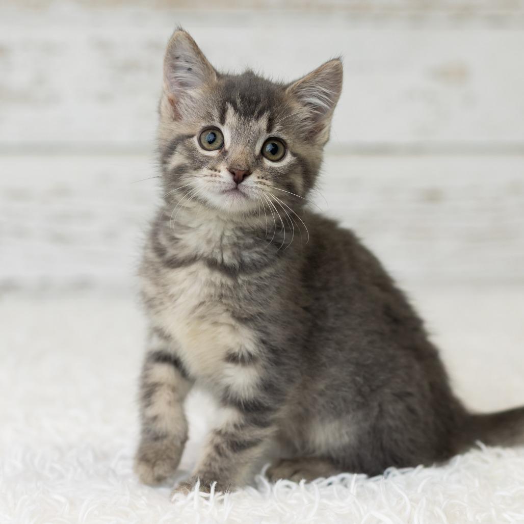 Miss Kitty, a Adoptable Domestic Short Hair in St. Paul, MN image 3/6