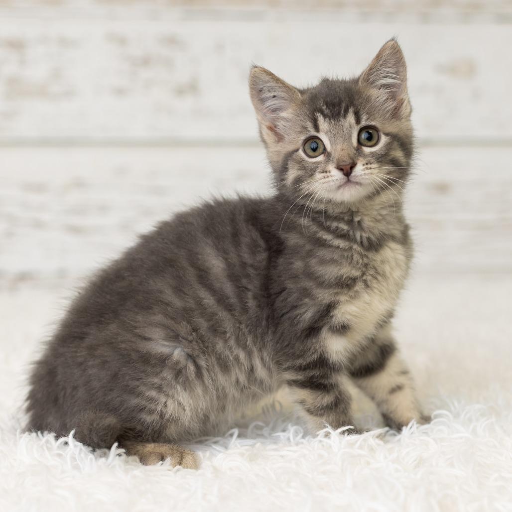 Miss Kitty, a Adoptable Domestic Short Hair in St. Paul, MN image 4/6