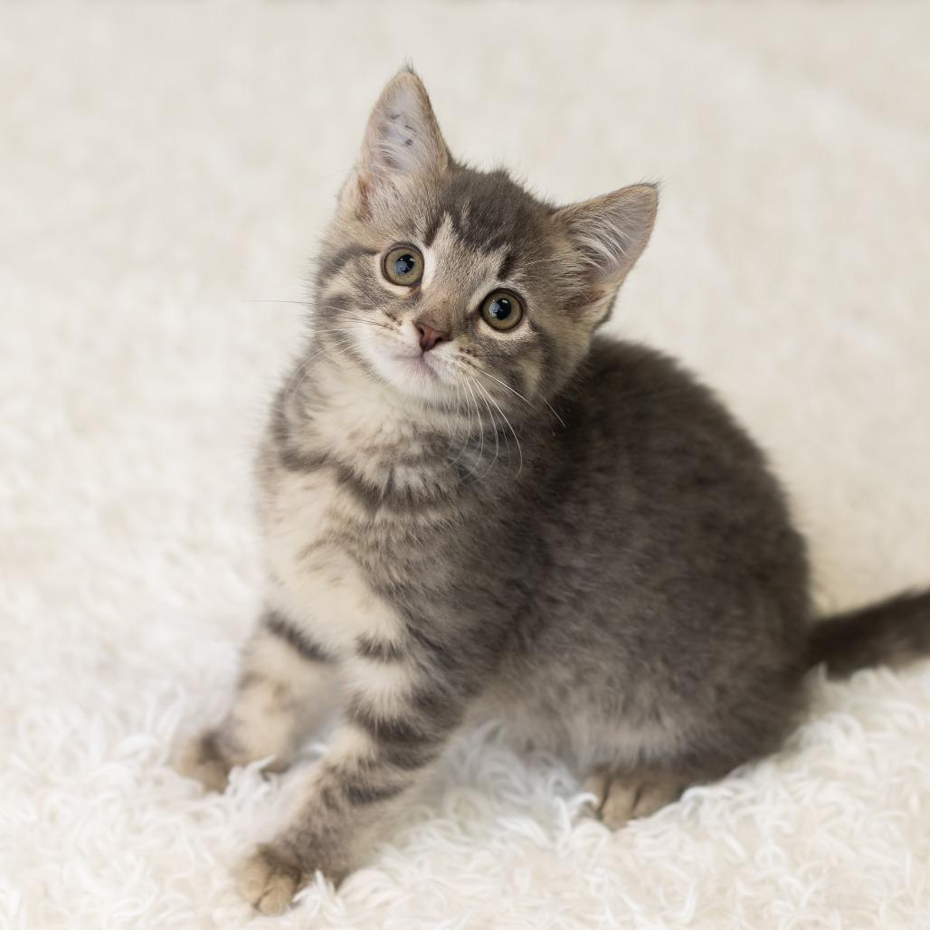 Miss Kitty, a Adoptable Domestic Short Hair in St. Paul, MN image 5/6