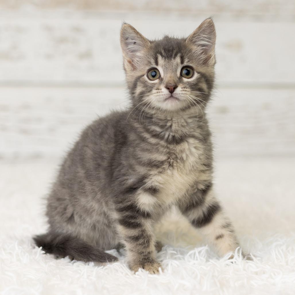 Miss Kitty, a Adoptable Domestic Short Hair in St. Paul, MN image 6/6
