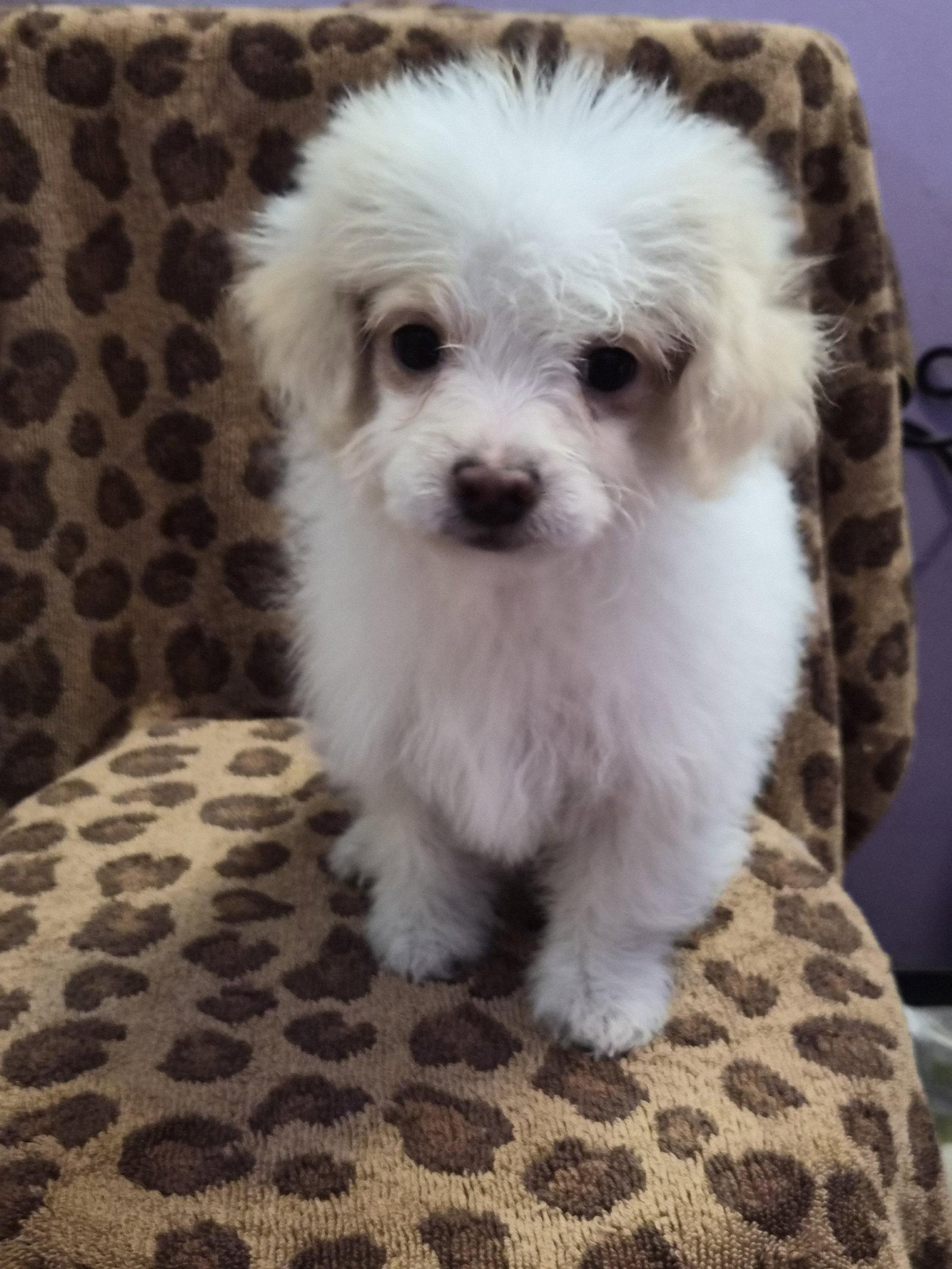 Snuffles, Adopted, Puppy Female Spaniel & Poodle.