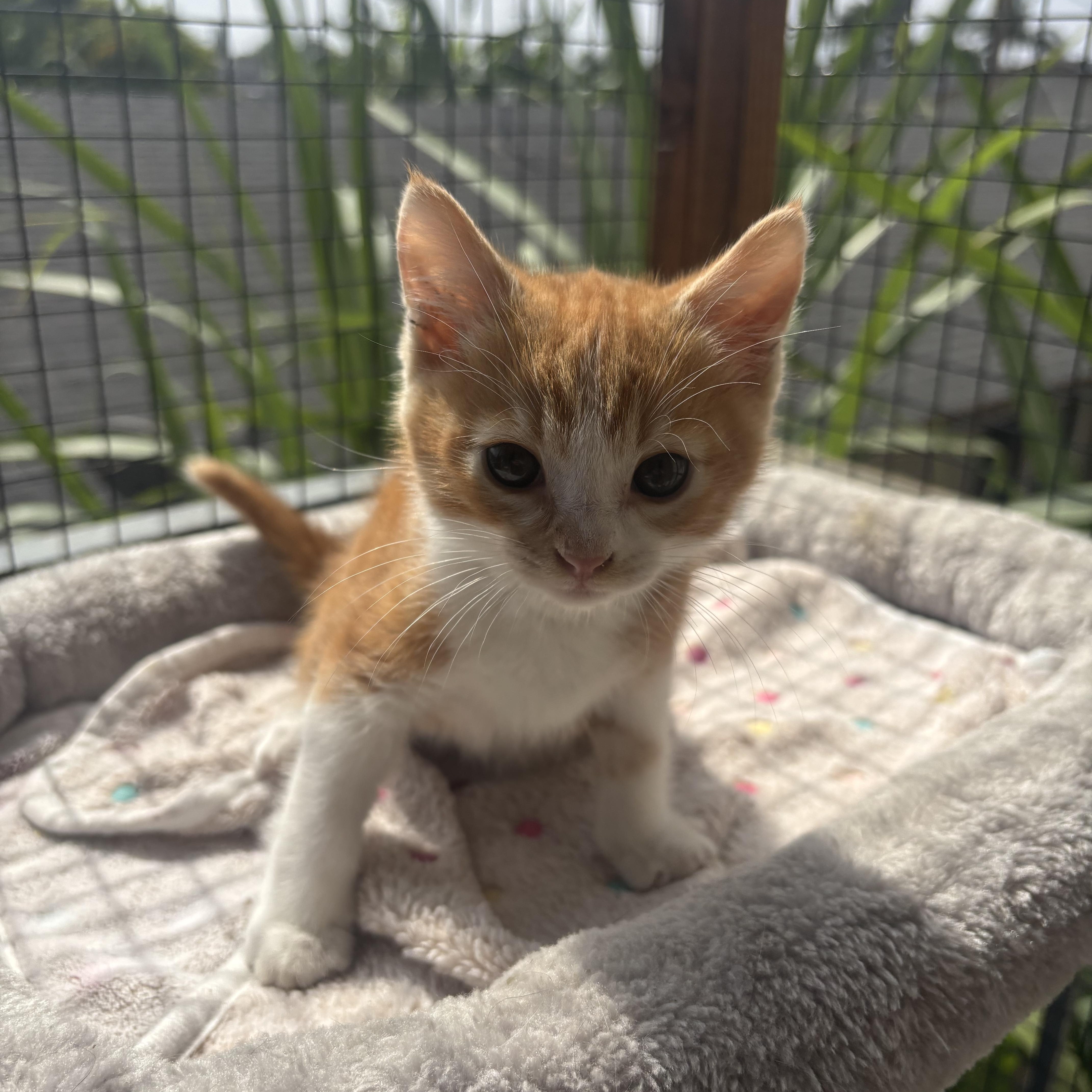 Puss N Boots, ADOPTABLE, Kitten Male Domestic Short Hair.
