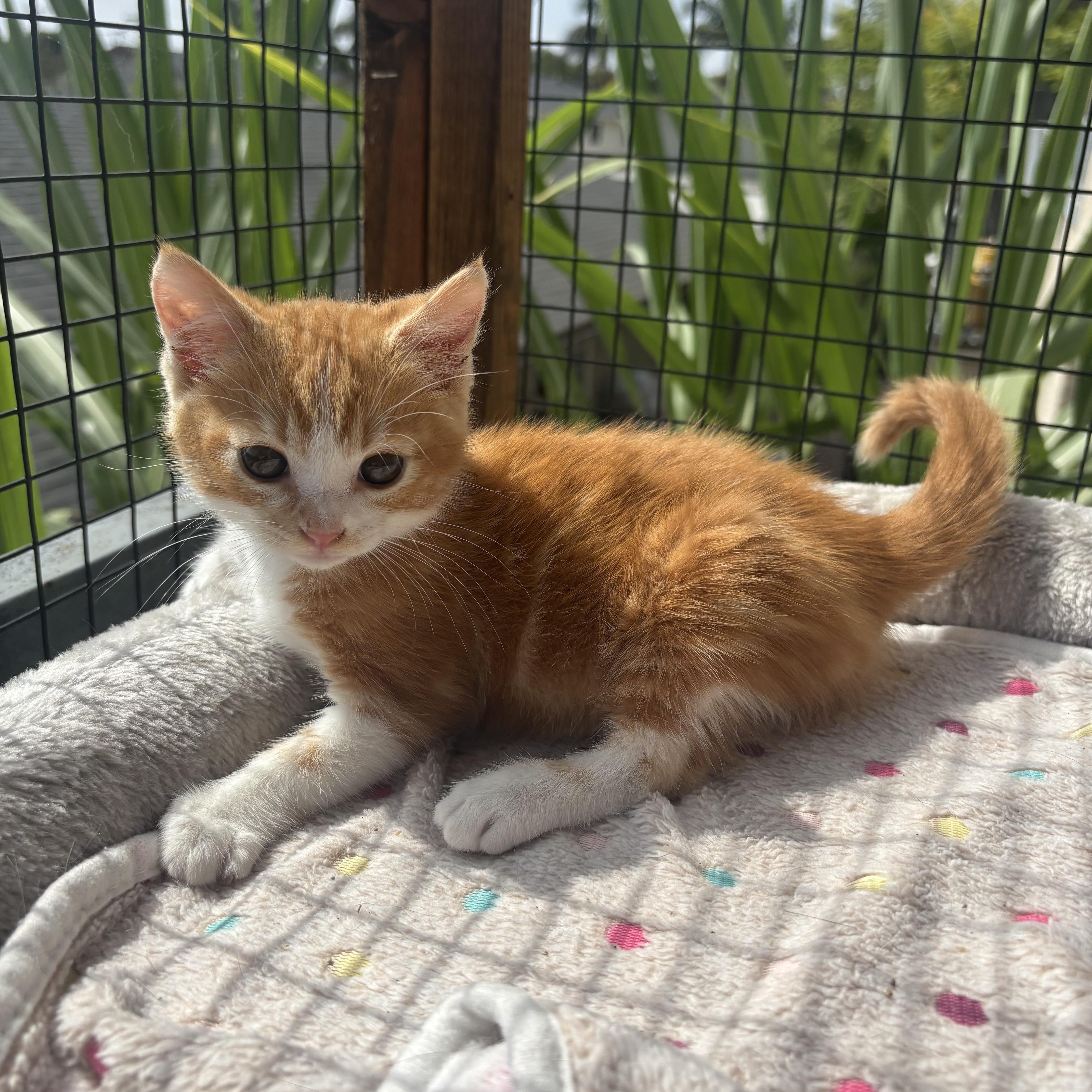 Puss N Boots, a ADOPTABLE Domestic Short Hair in Costa Mesa, CA image 2/2