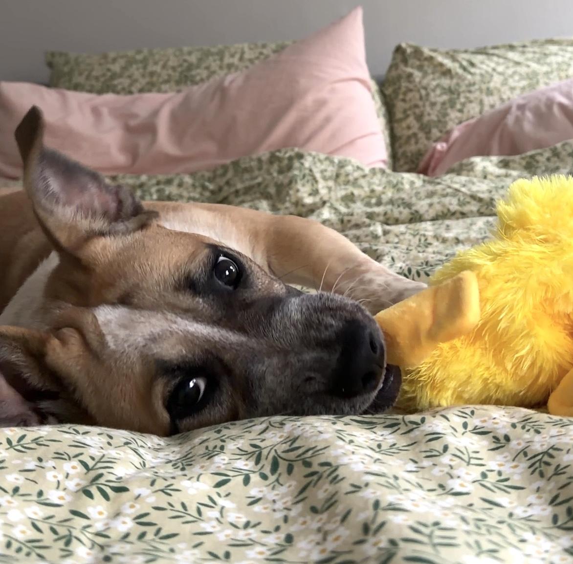 Pauline, a ADOPTABLE mixed breed in Brooklyn, NY image 5/6