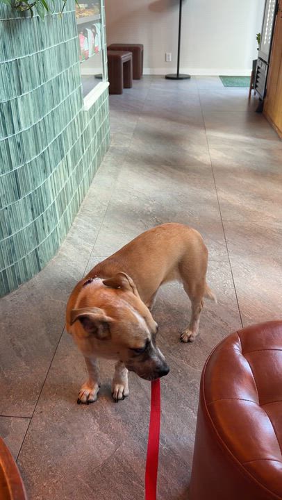 Enlarge Pauline, a ADOPTABLE mixed breed in Brooklyn, NY video 3/6