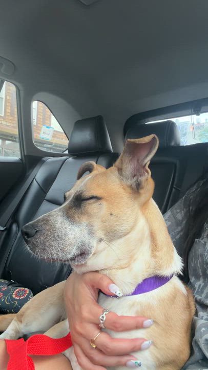 Enlarge Pauline, a ADOPTABLE mixed breed in Brooklyn, NY video 6/6