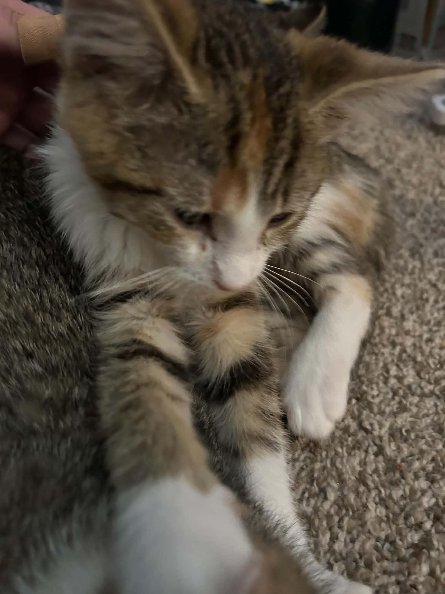 Enlarge Brighid, a ADOPTABLE Domestic Short Hair in Milwaukee, WI image 3/3