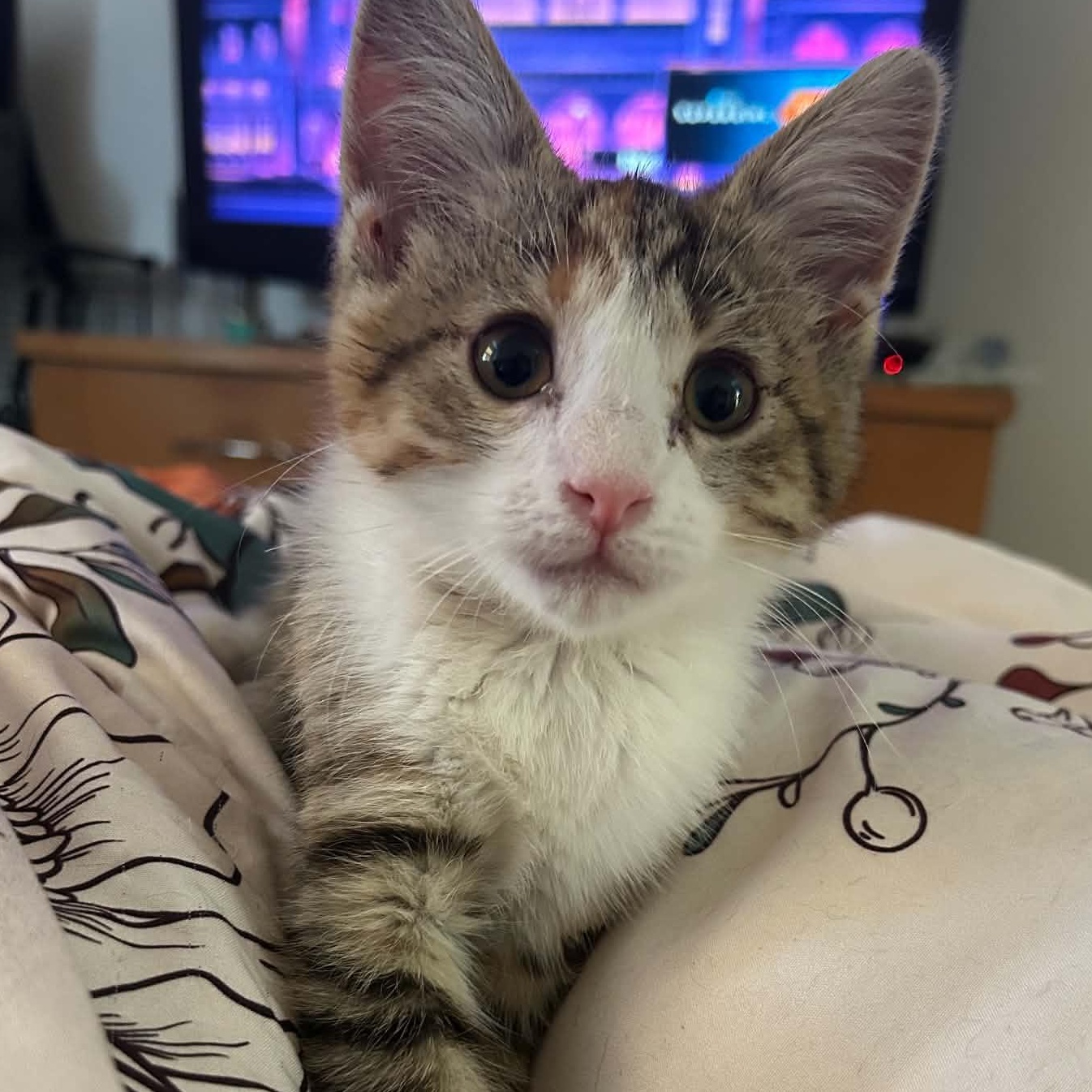 Brighid, ADOPTABLE, Kitten Female Domestic Short Hair.