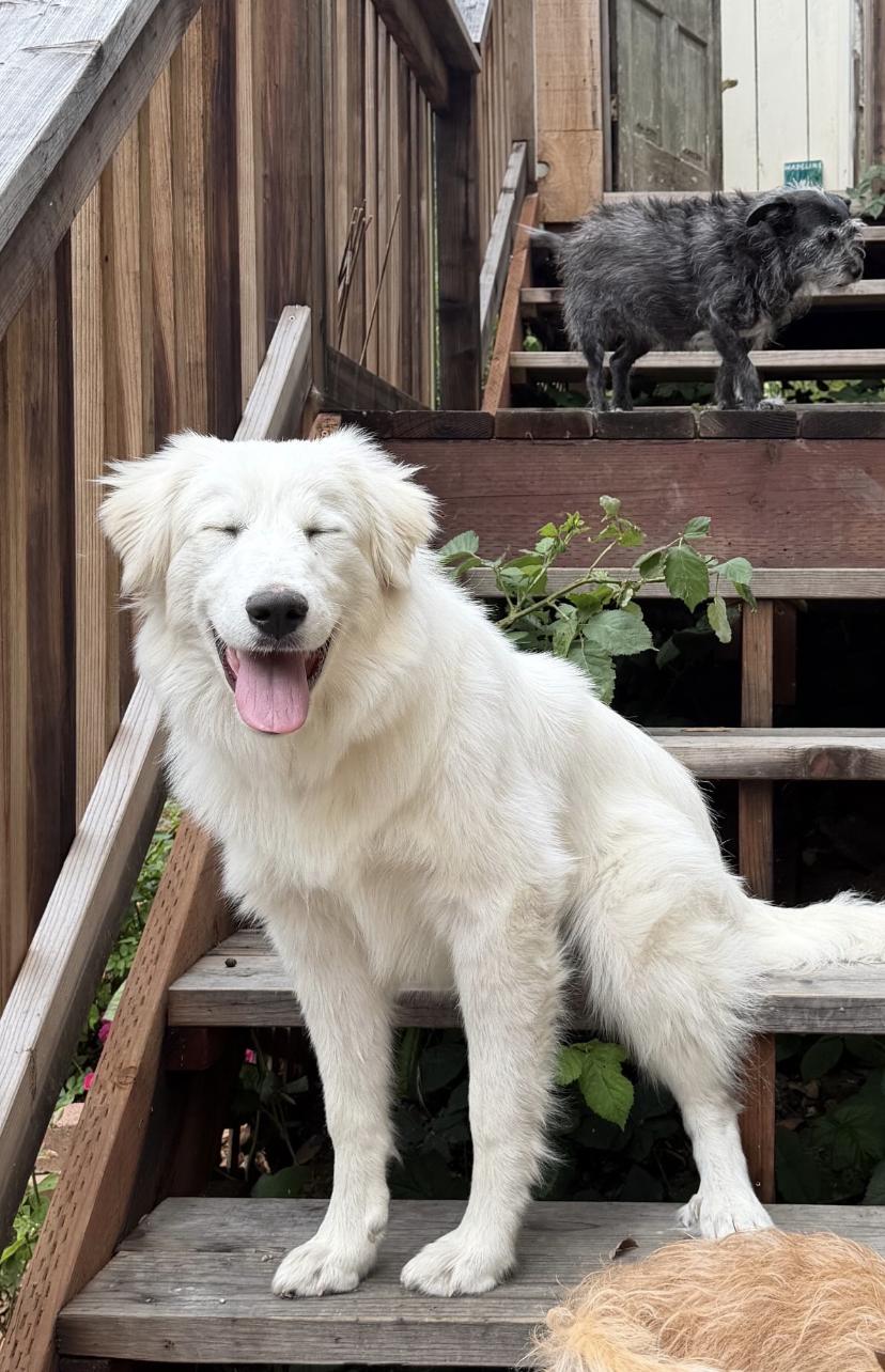 Clover, an adopted mixed breed in Felton, CA image 4/4
