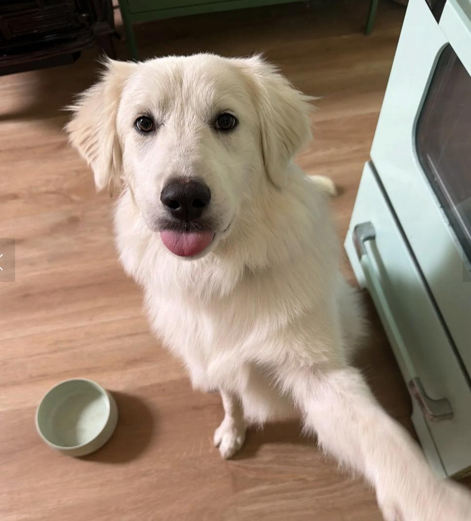 Clover, adopted, Young Female Great Pyrenees.