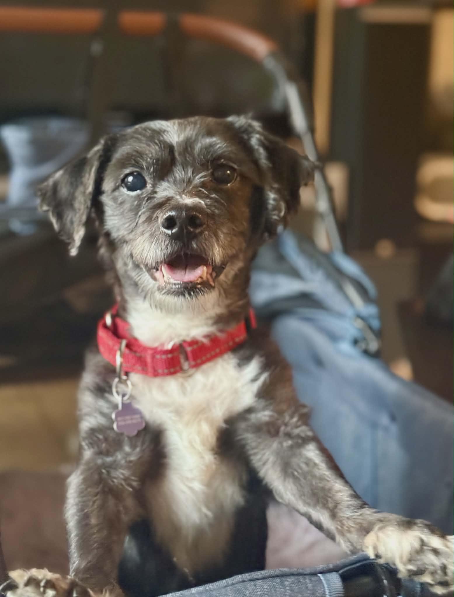 Enlarge King, a Adoptable mixed breed in Westwood, NJ image 4/6
