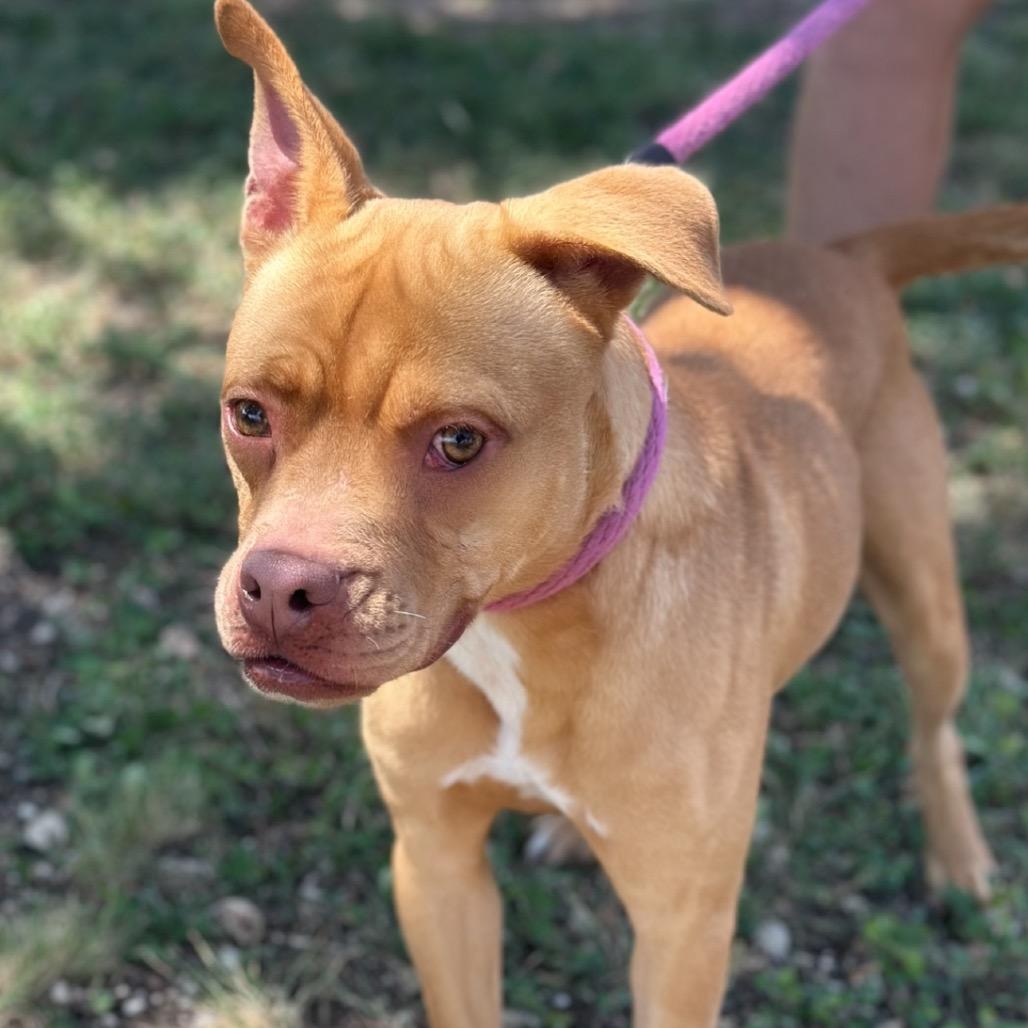 Rigsby, Adoptable, Adult Male American Staffordshire Terrier & Mixed Breed.