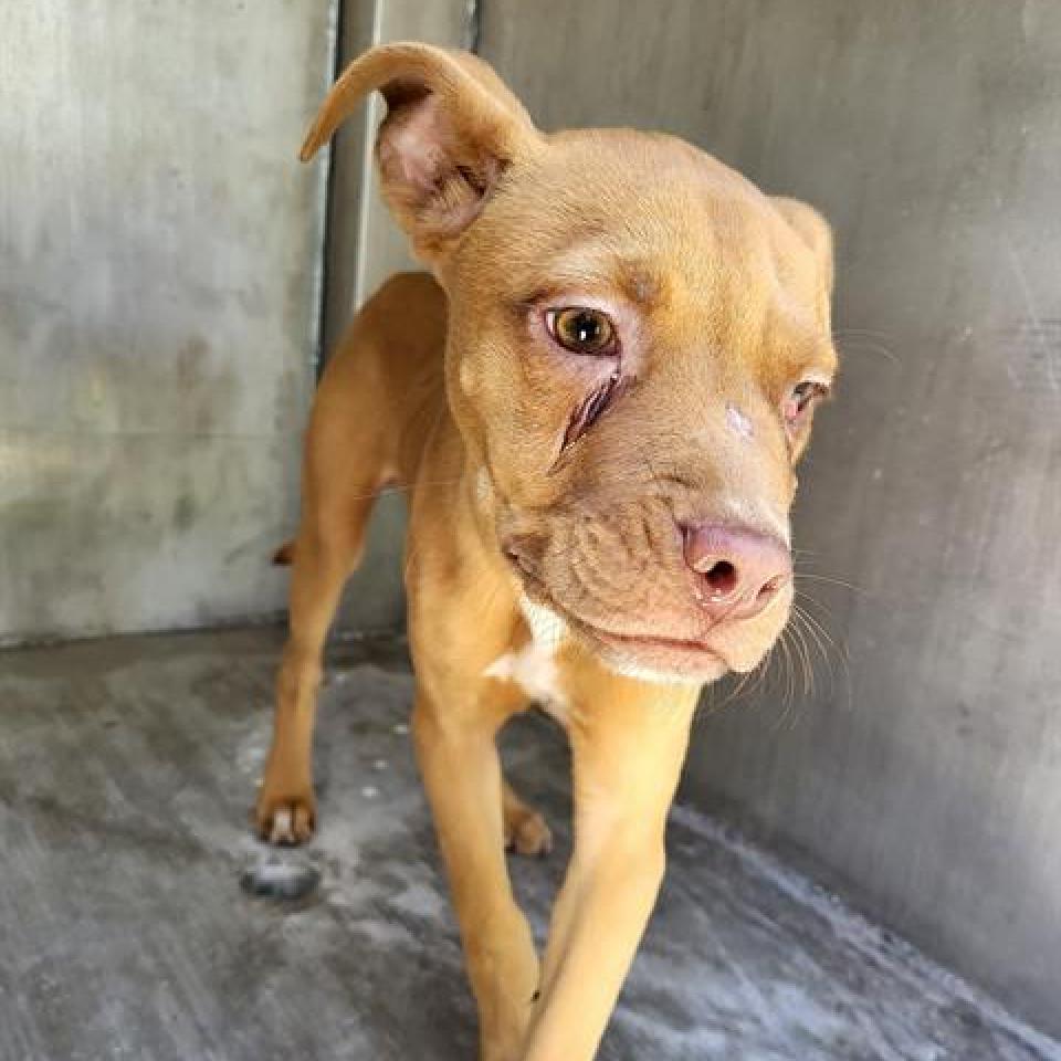 Enlarge Rigsby, a Adoptable mixed breed in Hagerstown, MD image 3/3