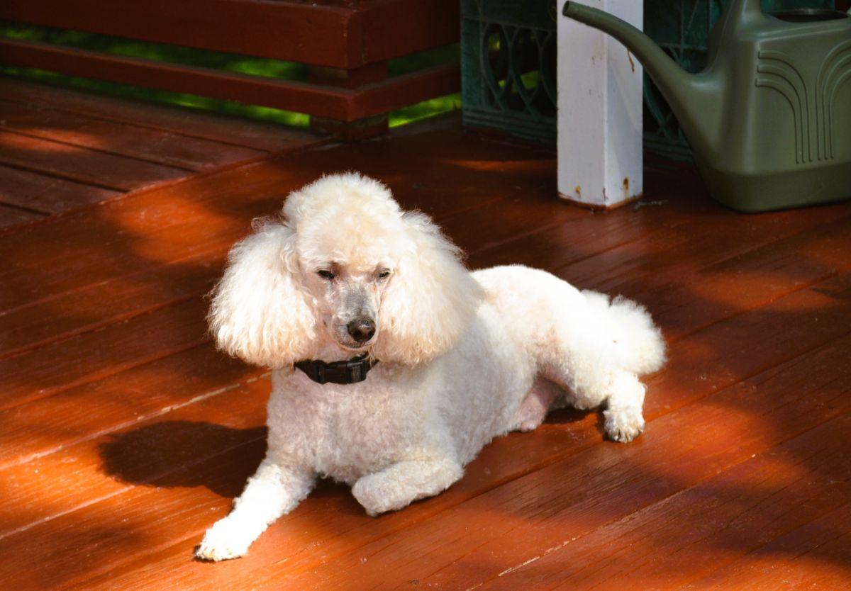 Enlarge BUDDY, an adopted Poodle in Elk River, MN image 2/6