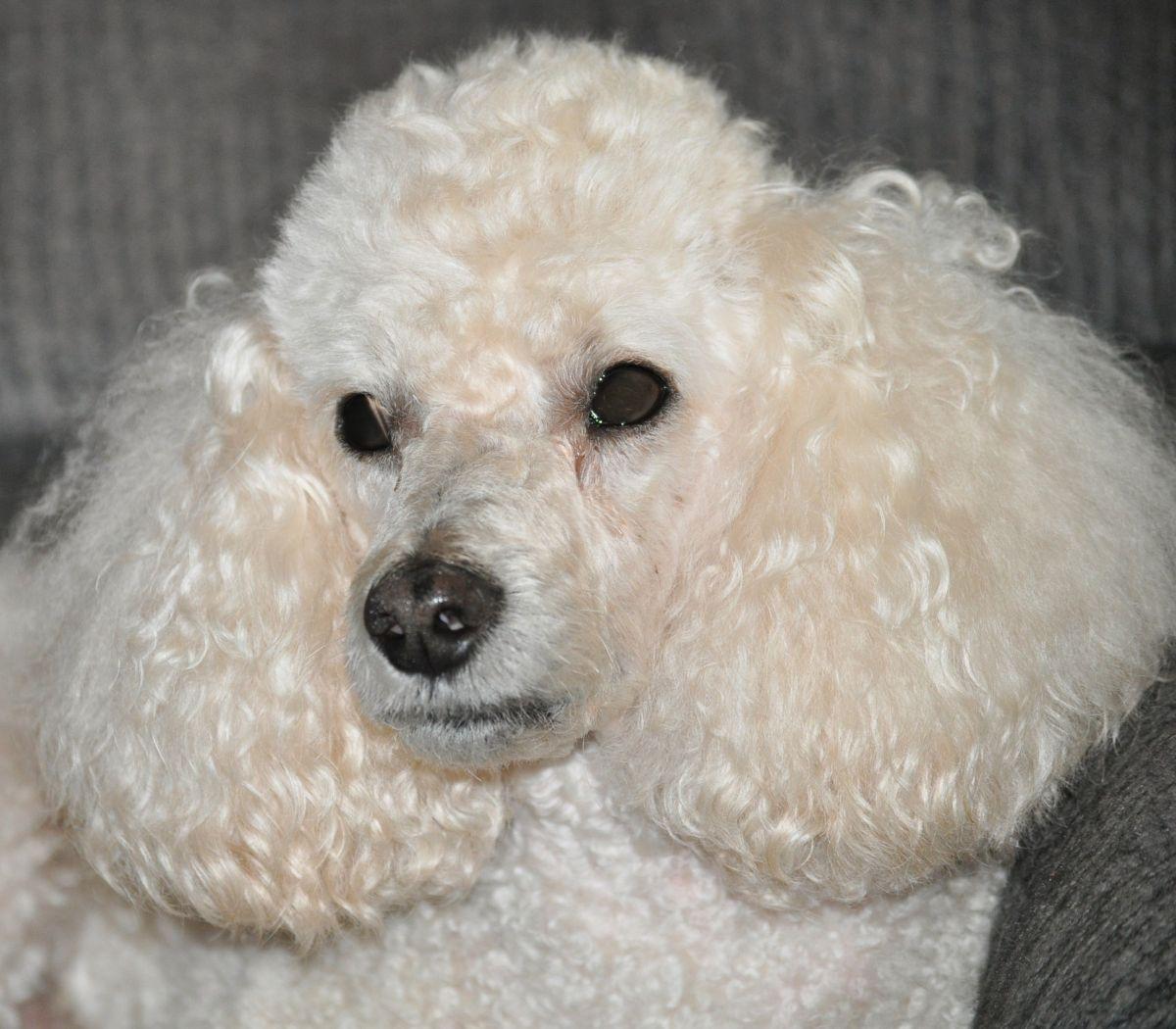 Enlarge BUDDY, an adopted Poodle in Elk River, MN image 1/6
