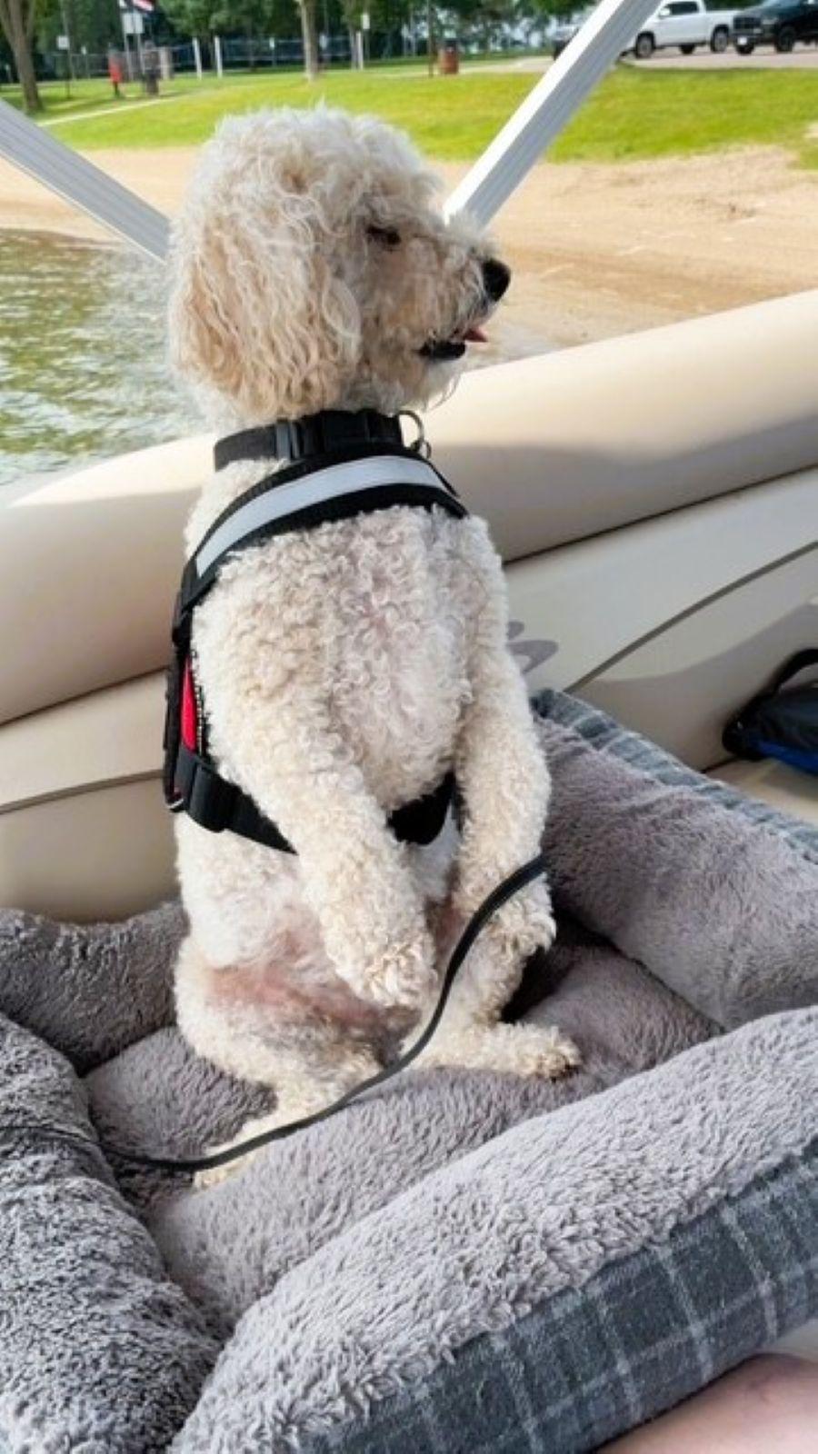 Enlarge BUDDY, an adopted Poodle in Elk River, MN image 5/6
