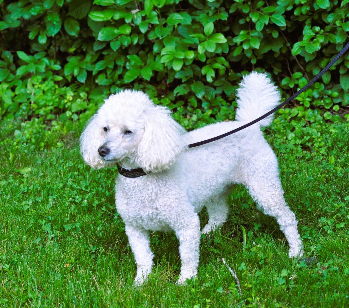 Enlarge BUDDY, an adopted Poodle in Elk River, MN image 3/6