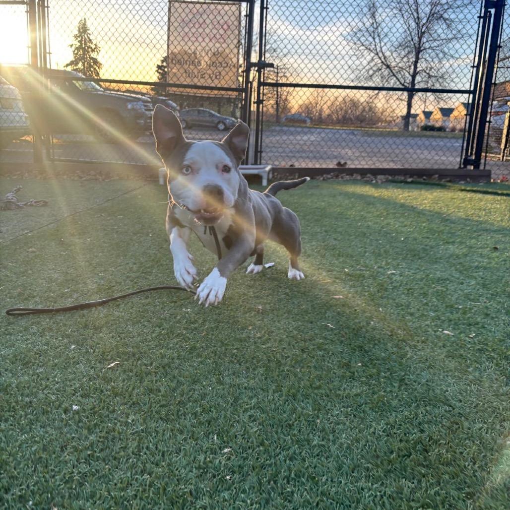 Enlarge Phoenix, a Adoptable American Staffordshire Terrier in Blaine, MN image 1/6