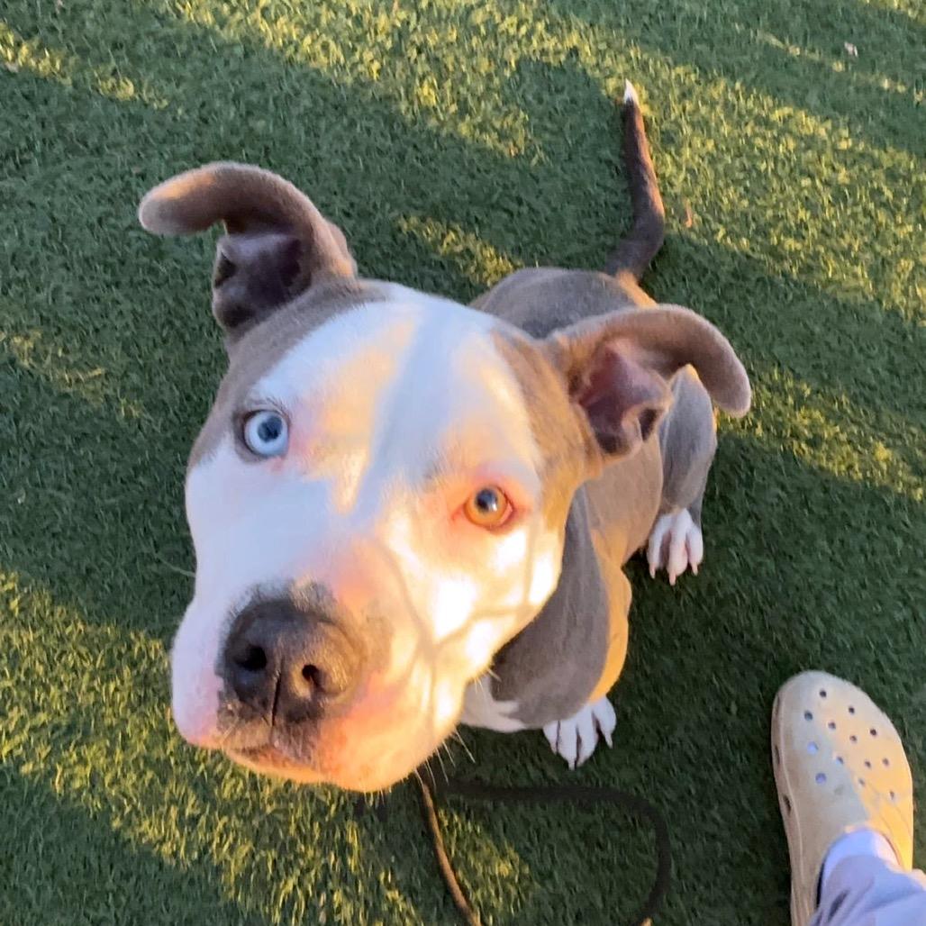 Enlarge Phoenix, a Adoptable American Staffordshire Terrier in Blaine, MN image 2/6