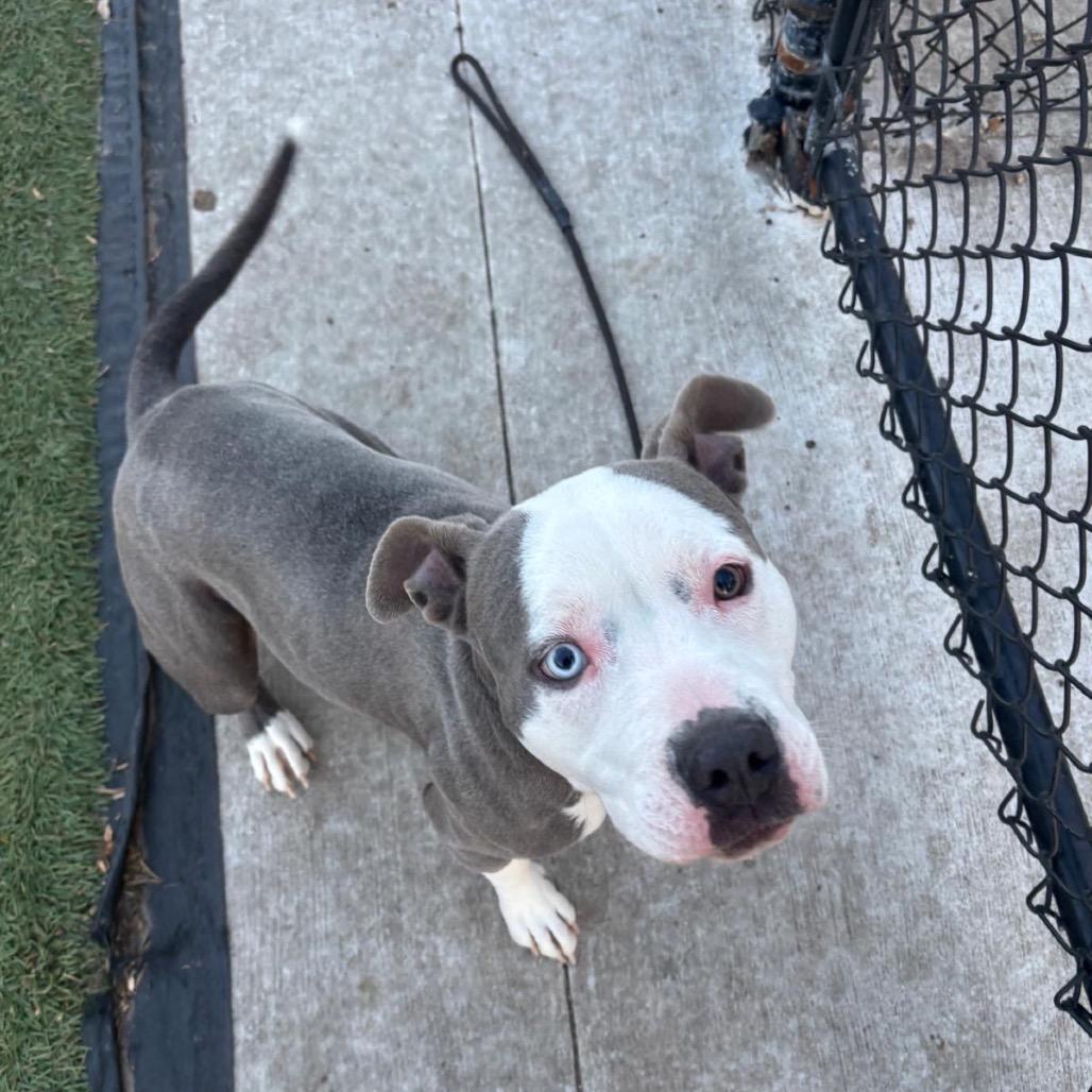 Enlarge Phoenix, a Adoptable American Staffordshire Terrier in Blaine, MN image 3/6