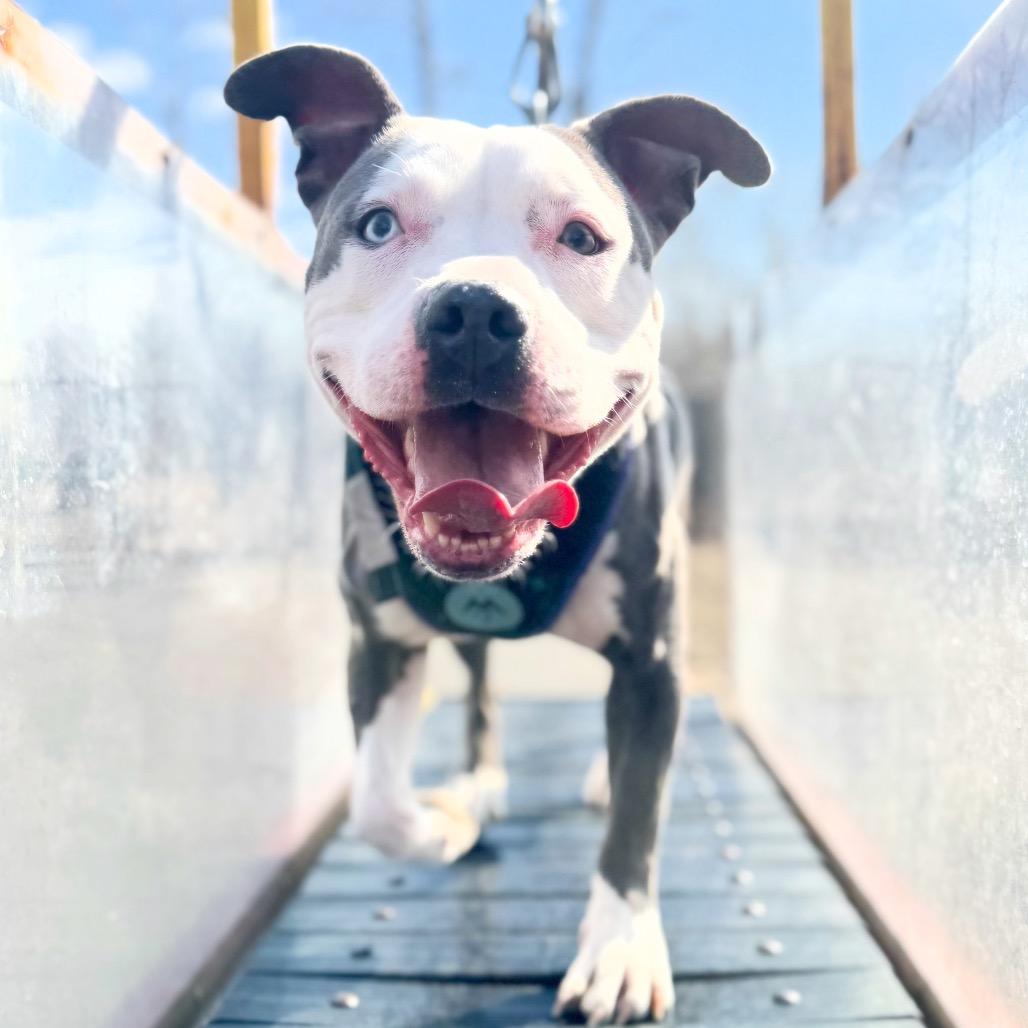 Phoenix, a Adoptable American Staffordshire Terrier in Blaine, MN image 3/6
