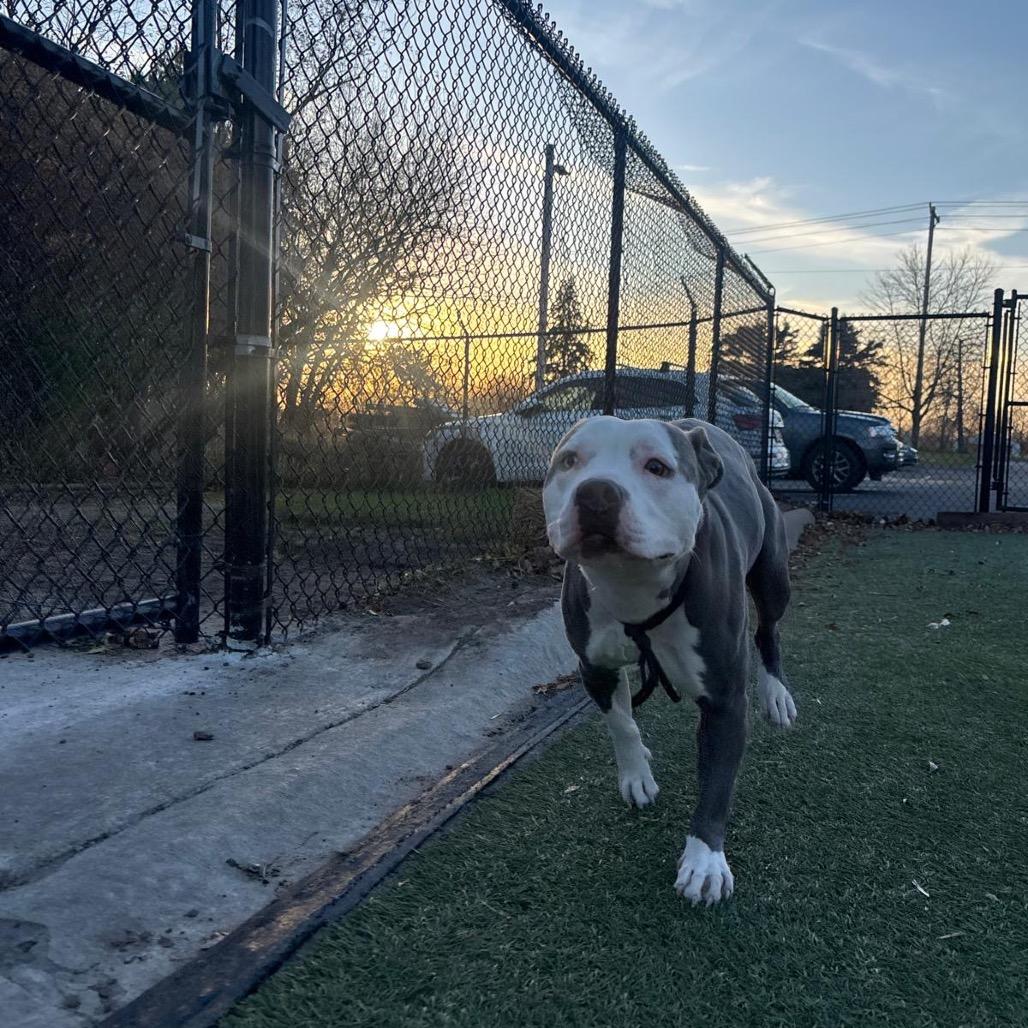 Enlarge Phoenix, a Adoptable American Staffordshire Terrier in Blaine, MN image 4/6